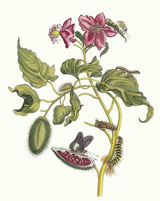 Insects Painting - Rocu by Maria Sibylla Merian
