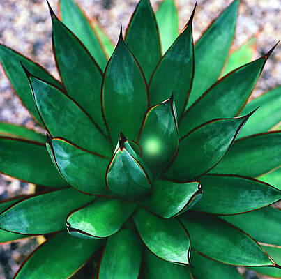 Spiraling Green Succulent Wall Art