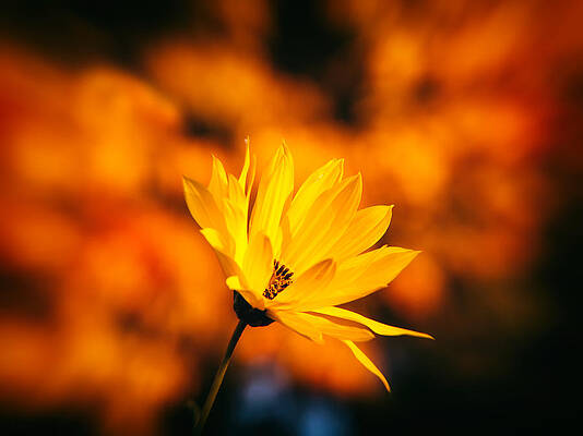 Close Up Wall Art featuring the photograph Rudbeckia Grandiflora 3 by Jaroslav Buna