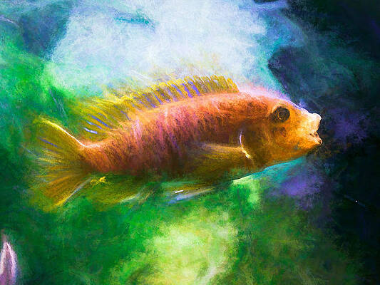 Wildlife Digital Art - Rusty Cichlid African Cichlid by Don Northup