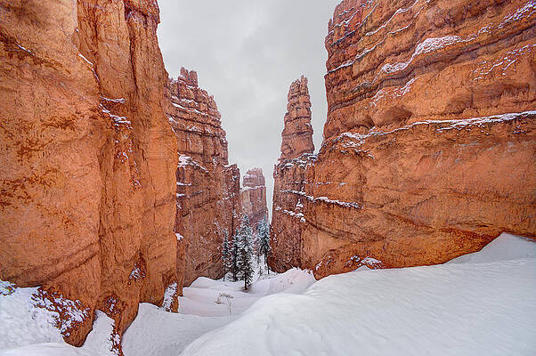 Wall Art featuring the photograph Ryce Canyon National Park - Winter by Ed Freeman