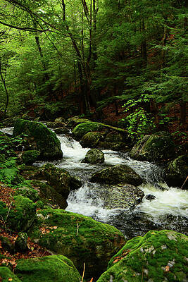 Wall Art featuring the photograph Sages Ravine 2 by Raymond Salani III