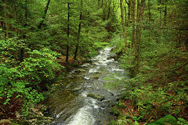 Wall Art featuring the photograph Sages Ravine 4 by Raymond Salani III