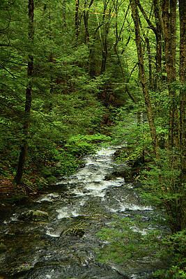 Wall Art featuring the photograph Sages Ravine 5 by Raymond Salani III