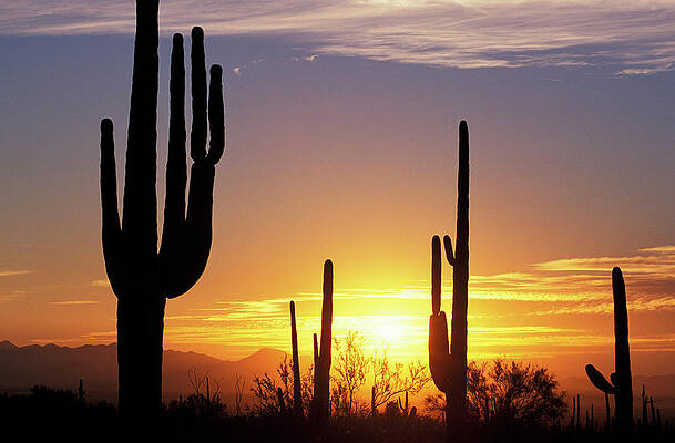 Wall Art featuring the digital art Saguaros With Golden Sunset by Heeb Photos