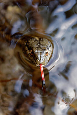 Wild Wall Art featuring the photograph Sampling The Air -- Western Terrestrial Garter Snake In Kings Canyon National Park, California by Darin Volpe