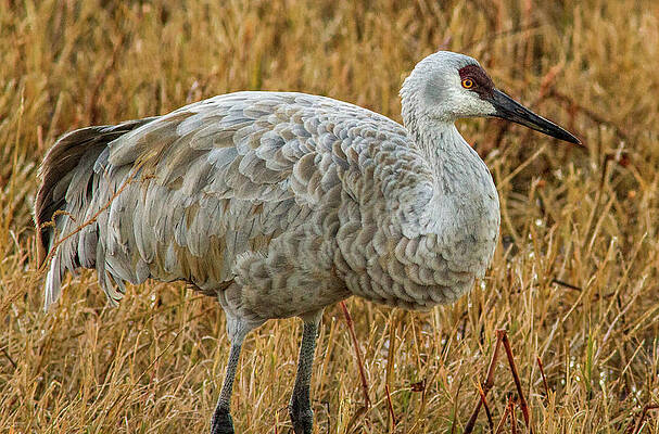 Wild Wall Art featuring the photograph Sand Hill Crane by Jean Noren
