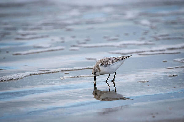 Wall Art featuring the photograph Sanderling Foraging by Jeff Phillippi