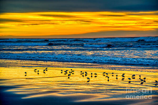 Oregon Photograph - Sandpiper Sunset At Manzanita by Bruce Block