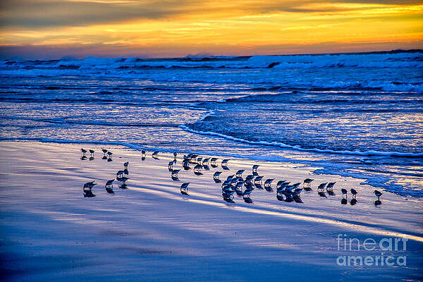 Oregon Photograph - Sandpiper Sunset by Bruce Block