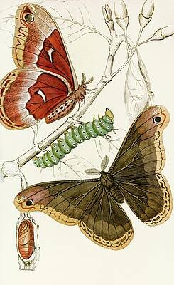 Insects Painting - Saturnia Prometheus by James Duncan