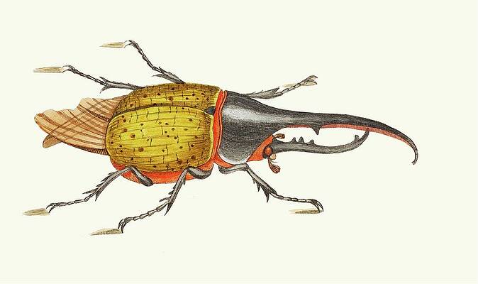 Insects Painting - Scarabeus Hercules by George Shaw