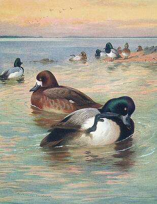 Flock Painting - Scaup Duck by Archibald Thorburn