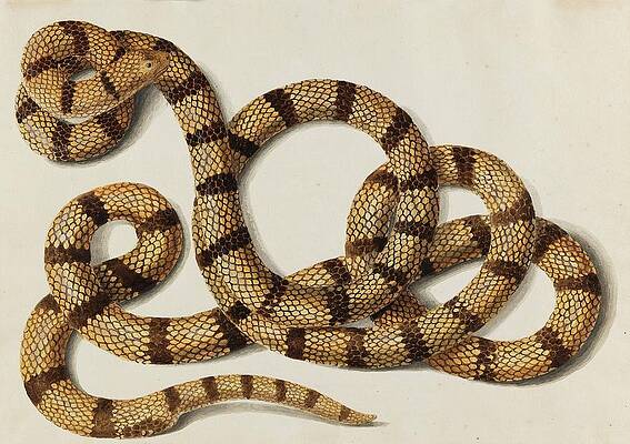 Reptile Painting - Schlange by Franz Anton Von Scheidel