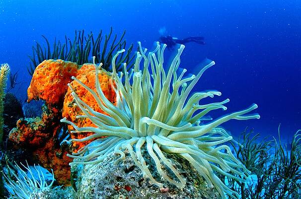 Caribbean Wall Art featuring the digital art Sea Anemone, Venezuela by Roberto Rinaldi
