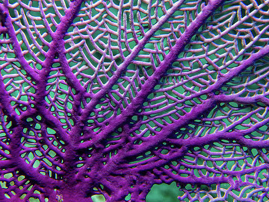 Wild Wall Art featuring the photograph Sea Fan Abstract by Jean Noren