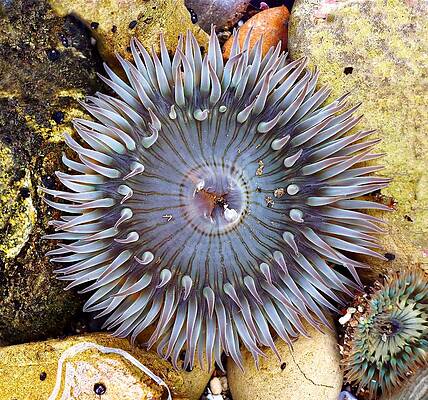 Wildlife Wall Art featuring the photograph Sea-flower - Anemone by KJ Swan