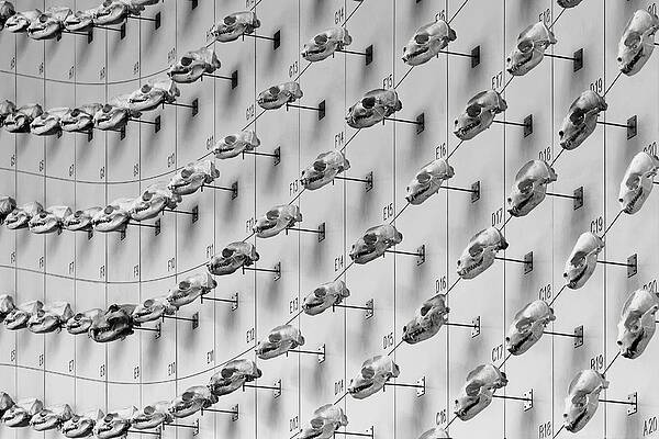 San Francisco Photograph - Sea Of Skulls by KJ Swan