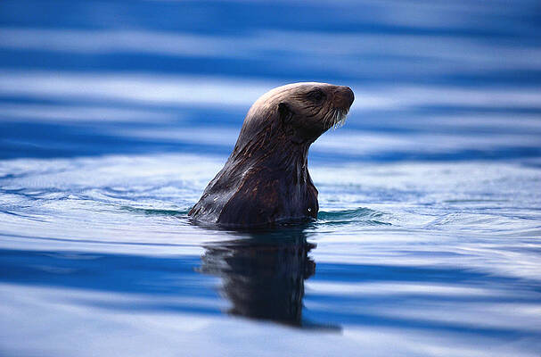 Wall Art featuring the photograph Sea Otter Enhydra Lutris Swimming In by Eastcott Momatiuk