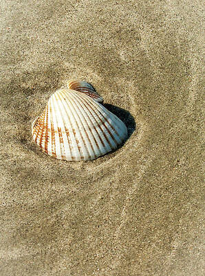 South Carolina Photograph - Sea Shell by Louis Dallara