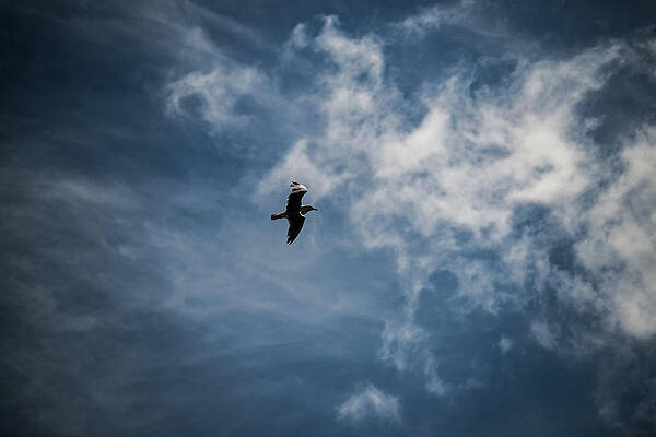 Wild Photograph - Seagull Against Dark Sky by Scott Lyons