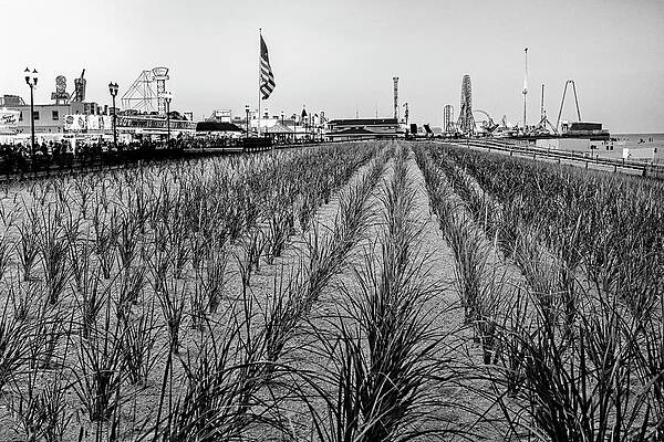 Seaside Boardwalk Sand Dunes Bw Print