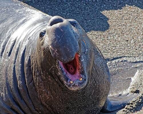 Marine Wall Art featuring the photograph Happy Elephant Seal - San Simeon, California by KJ Swan