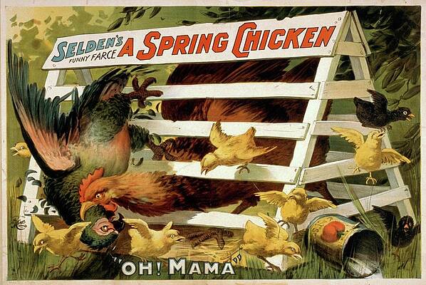 Chicken Painting - Seldens Funny Farce, A Spring Chicken by H.c. Miner Litho. Co.