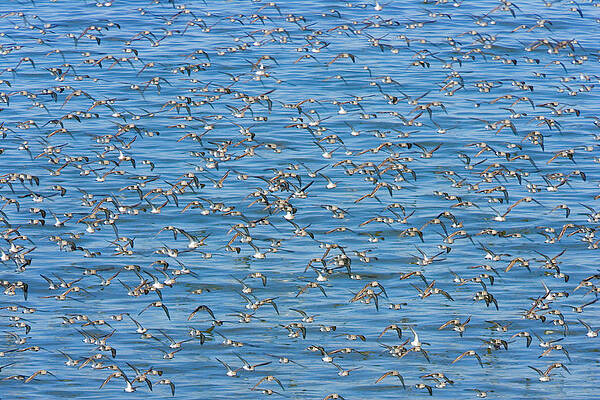 Wall Art featuring the photograph Semipalmated Sandpipers Calidris by Eastcott Momatiuk