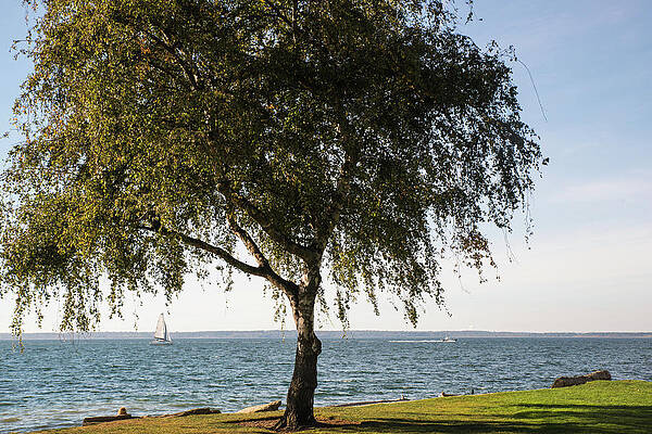 September Photograph - September Birch In Marine Park by Tom Cochran