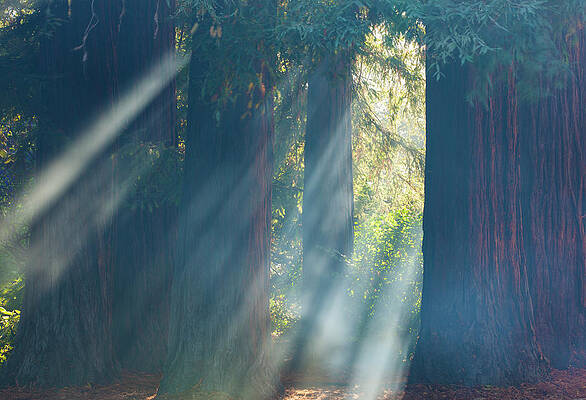 Sunbeams Through Redwood Trees Wall Art