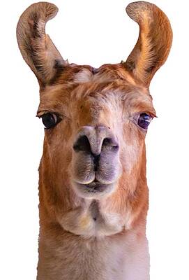 Funny Photograph - Seriously Llama by Jonny D