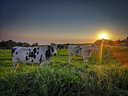 Nature Photograph - Settling Down by Mark Callanan