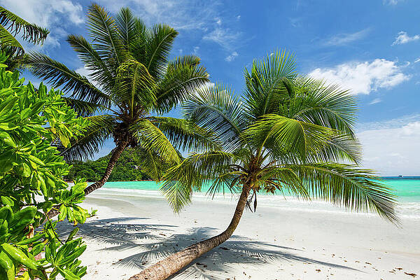 Paradise Wall Art featuring the digital art Seychelles, Palm-lined Beach Of Anse by Reinhard Schmid