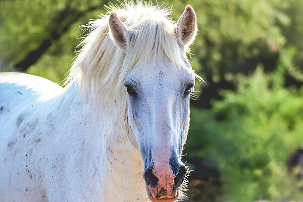 Desert Wall Art featuring the photograph Shadowfax by Dawn Richards