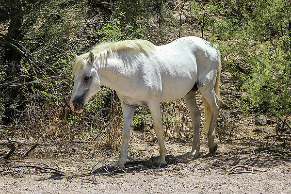 Desert Wall Art featuring the photograph Shadowfax Wild Stallion by Dawn Richards