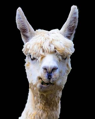 Funny Photograph - Shaggy White Alpaca by Jonny D