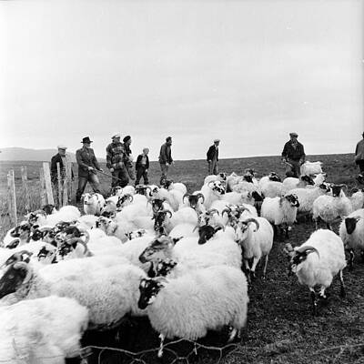 Shepherds Herding Sheep in Field Wall Art