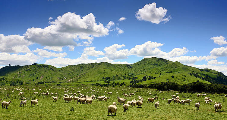 Sheep Near Masterton, North Island, New Zealand Print