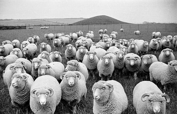 Flock of Sheep in Open Field Wall Art