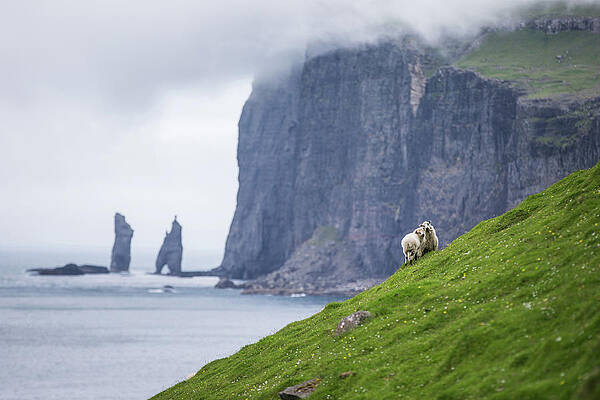 Sheeps On A Green Steep Hillside, Faeroe Islands Print