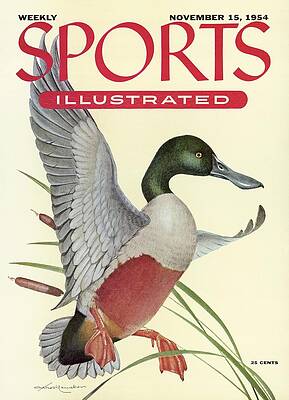 Nature Wall Art featuring the photograph Shoveller Duck Sports Illustrated Cover by Sports Illustrated