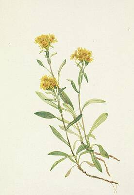 Yellow Wall Art featuring the painting Sidesaddle Goldenrod. Solidago Ciliosa by Mary Vaux Walcott