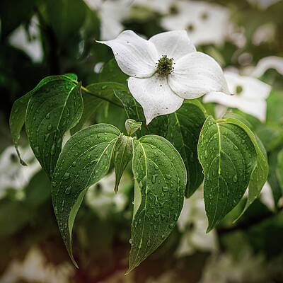 Wall Art featuring the photograph Single Kousa Dogwood by Jason Fink