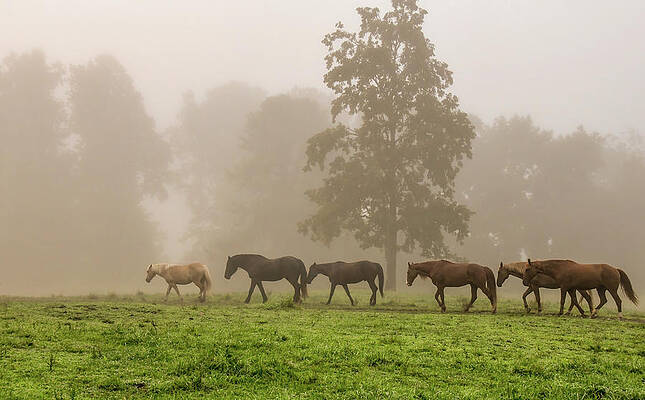 Cade Cove Photograph - Single File by Marcy Wielfaert