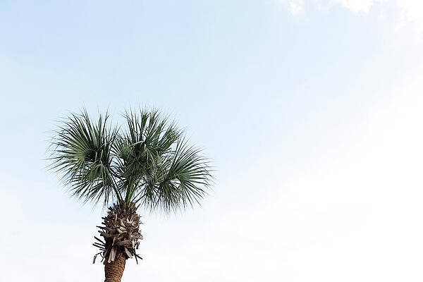 Wall Art featuring the photograph Single Palm Tree Against Blue Sky by Tricia Shay Photography