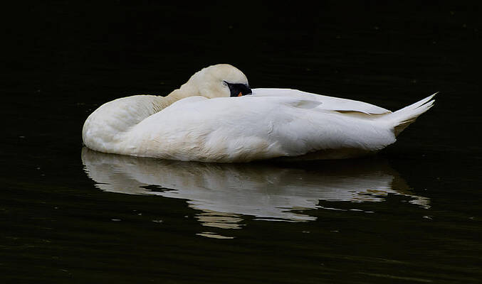 Wild Photograph - Sleeping Swan Reflection by Scott Lyons