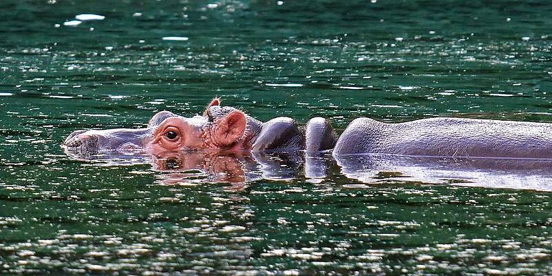 Animal Photograph - Sliver Of A Hippo by KJ Swan