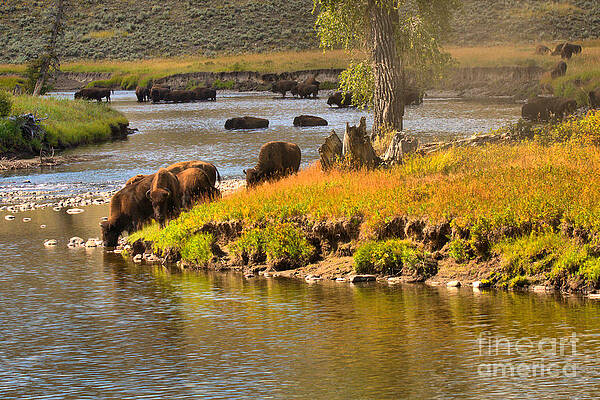 Wilderness Wall Art featuring the photograph Slough Creek Bison Picnic by Adam Jewell