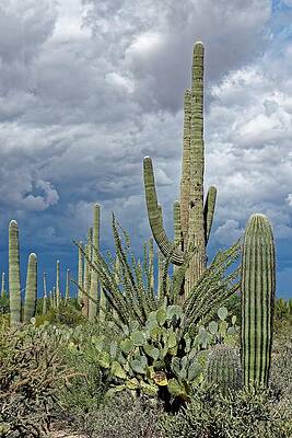 Wall Art featuring the photograph Slow Pokes - Sonoran Desert by KJ Swan